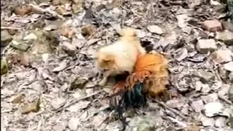 Chicken VS Dog Fight - Funny Dog Fight Videos