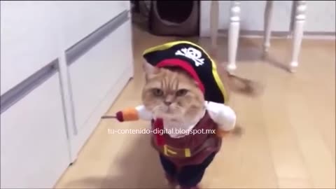 Gatito Pirata