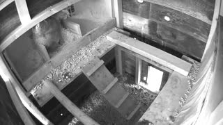 Chicken laying egg in coop nest