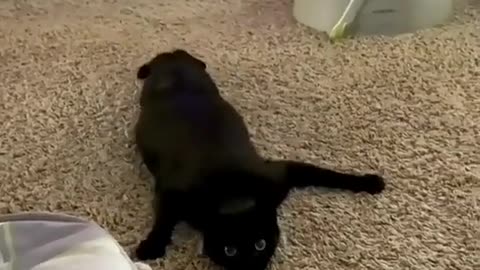 Cat playing funny video