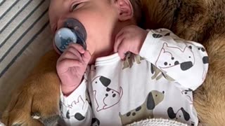 Dog and Baby Nap Together