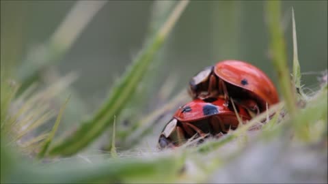 love in nature