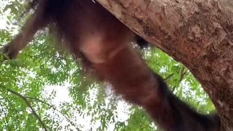 Little chimp climbing trees