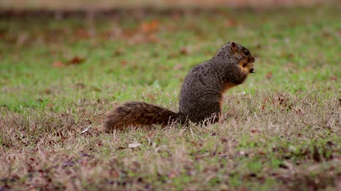 Squirrel Explores and Eats (Wide)