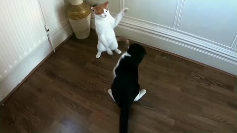 Funny & Cute Cat Compilation Video