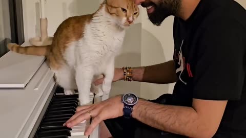 Artistic Cat and its piano addiction