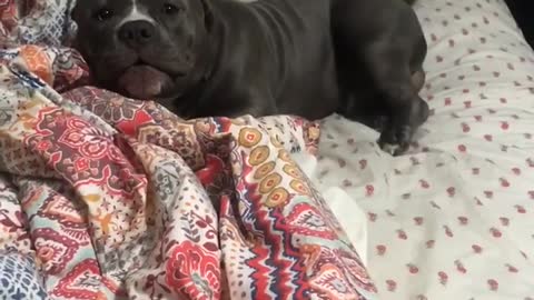 Owner Finds A Tail-Wagging Pup In Her Bed