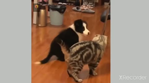 Cute Fight Cat & Dog