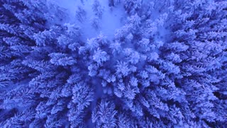 So spectacular Aerial Shot Of Forest Covered In Snow