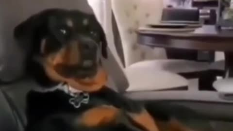 ROTTWEILLER DOG FUNNY VIDEO