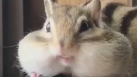 Cute fat hamster