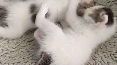 Baby kittens playing