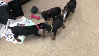 Doberman puppy escape and attack sock