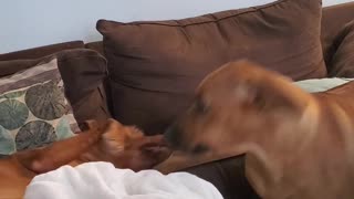 Rhodesian Ridgeback - Get Up Lazybones and Play With Me!!