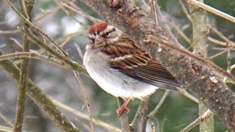 Chirping Sparrow