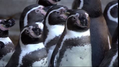 Antarctic penguins at the zoo