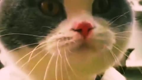 Viral video of Cat talking English