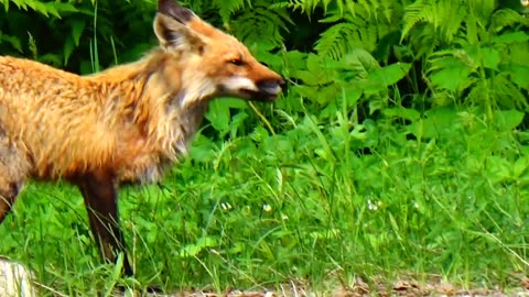 Friendly Fox