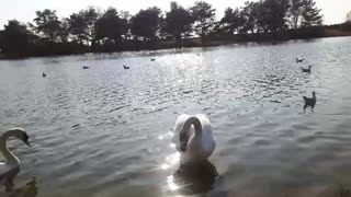 Beautiful swans .. on a large pond