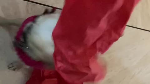 My Doggo Likes to Shred Tissue Paper