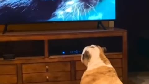 Bulldog sees mouse on TV, has amazing reaction 2