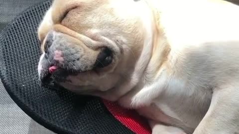 Napping French Bulldog