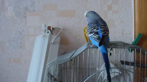 Such a cute talking parrot