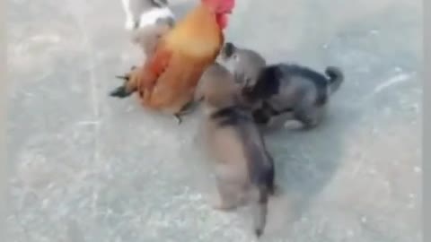 A grow chicken have fun with 3 puppies