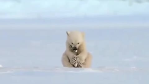 Seal accidentally scares baby polar bear. So cute