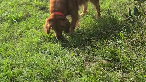 Beautiful Florida day with my goldens.