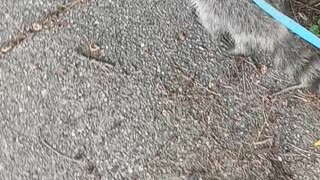 Cute Raccoon Has a Great Day