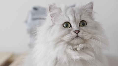 A White Persian Cat