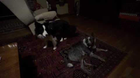 Border Collie vs Cattle Dog