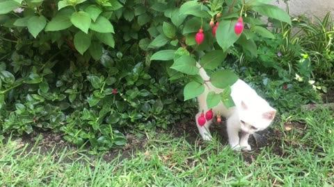 Kitten plays with red flower buds