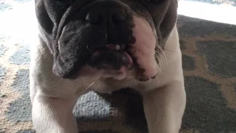 White and grey frenchie laying on blue and white pattern rug