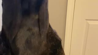 Cane Corso getting his treat