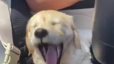 cute puppy riding in car
