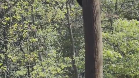 Panda climbing tree