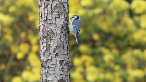 A beautiful blue bird that eats insects on a tree trunk