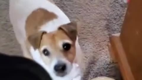 Dog feels betrayed by food challenge lovely prank