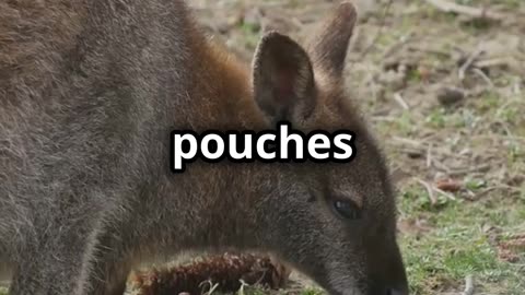 Kangaroo Moms: Nature's Pouch Protectors!
