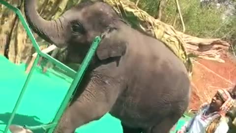 Cute Baby Elephant playing music