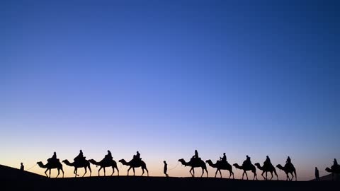 Camels crossing the Sahara Desert