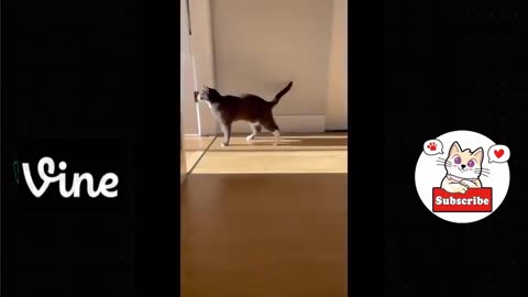 Best funny animals video of the 2023