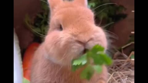 The big-faced rabbit who loves to eat vegetables