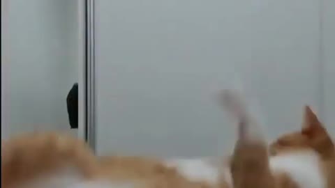 Funny cute Cat