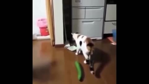 Funny Cats against cucumbers