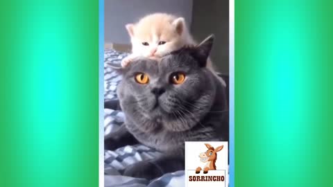 The Best Funny Animal Videos #7 Share Smiles