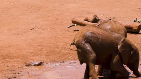 Baby Elephants Playing In The Mud