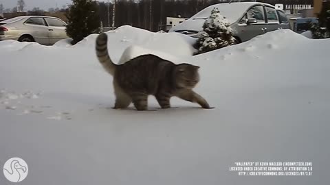 Seeing Snow For The First Time